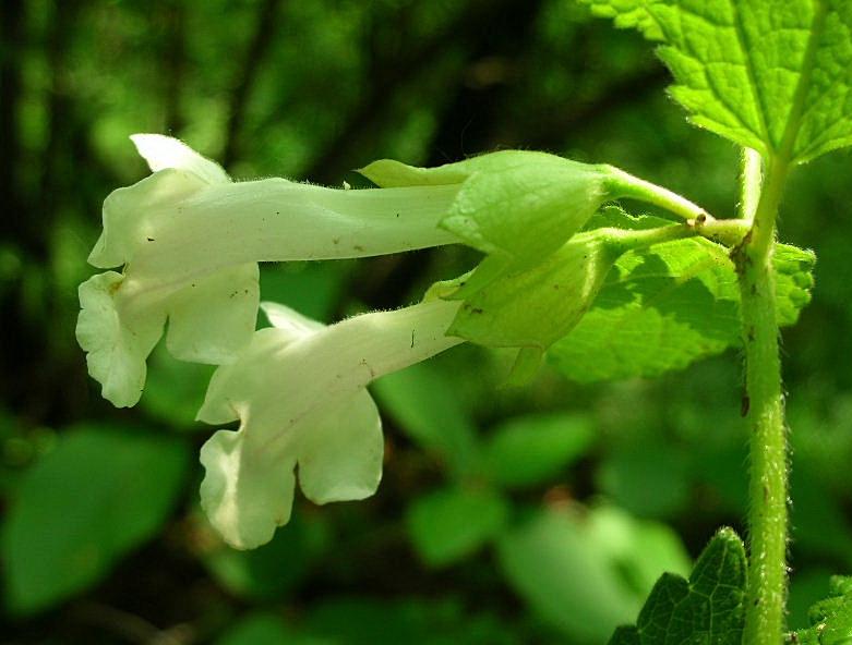 Melittis melissophyllum / Erba limona comune